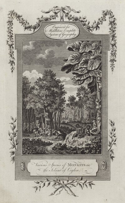 Verschiedene Affenarten auf der Insel Ceylon von English School