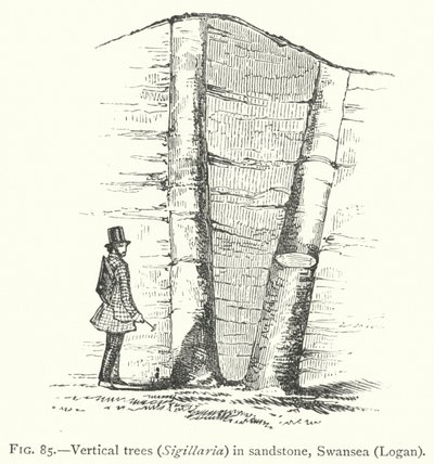 Vertikale Bäume, Sigillaria, in Sandstein, Swansea, Logan (Stich) von English School