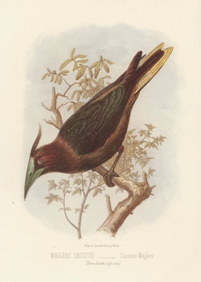 Waglers Kassikus, Cassicus Wagleri von English School