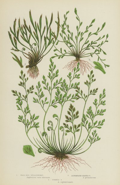 Mauerraute, Wechselblättrige Milzblume, Gabelige Milzblume von English School