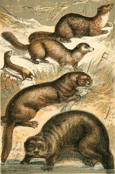 Wiesel, Zobel, Marder, Otter und Seeotter von English School