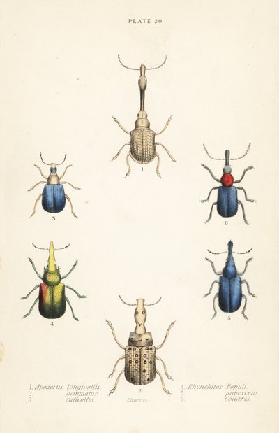 Rüsselkäfer: Attelabus longicollis 1, Attelabus gemmatus 2, Attelabus ruficollis 3, Byctiscus populi 4, Rhycnhites pubescens 5, und Rhynchites collaris 6 von English School