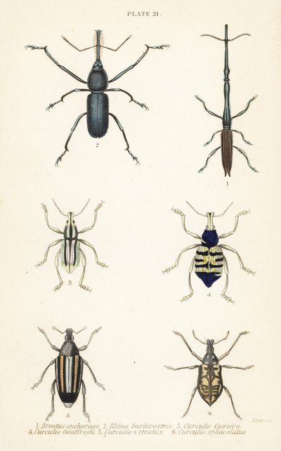 Rüsselkäfer: Brentus ancharago 1, Rhina barbirostris 2, Curculio cuviera 3, Eupholus geoffroyi 4, Larinus ursus 5 und Curculio sphacelatus 6 von English School