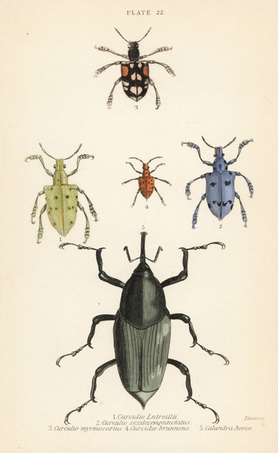 Rüsselkäfer und Käfer: Curculio latreillii, Curculio sexdecempunctatus, Trichaptus mutillarius, Pissodes castaneus und Calandra heros von English School