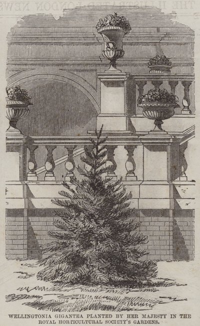 Wellingtonia Gigantea, gepflanzt von Ihrer Majestät in den Gärten der Royal Horticultural Society (Stich) von English School