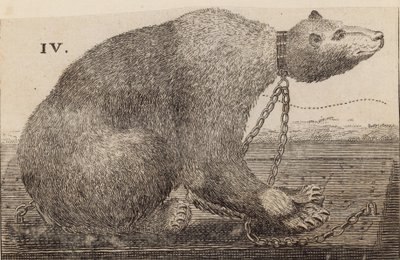 Weißer Bär bei Mr. Bodys, Mulberry Garden von English School