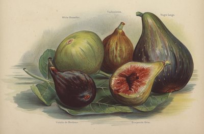 Weiße Marseille, Toulousienne, Schwarze Largo, Violette de Bordeaux, Bourjasotte Grise von English School