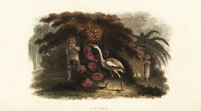 Weißstorch, Ciconia ciconia, spielt Verstecken mit Kindern im Garten von English School