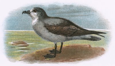 Weißkehl-Sturmvogel von English School