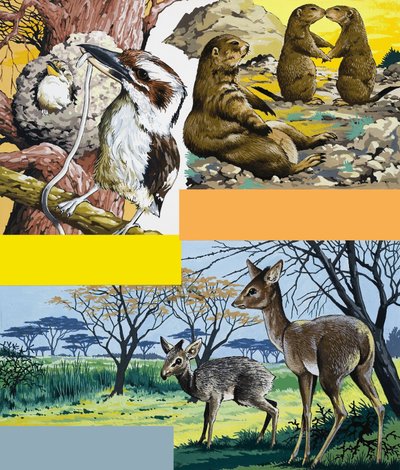 Montage von Wildtieren von English School