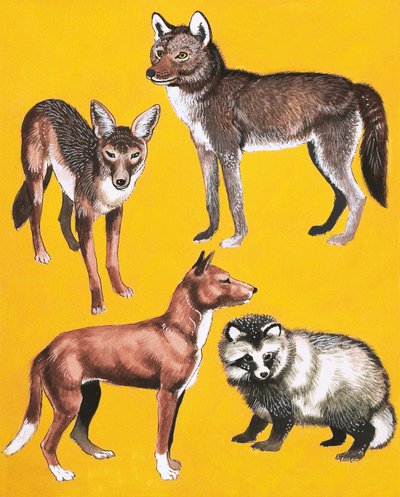 Wildhund-Montage von English School