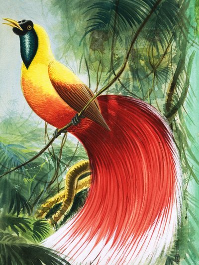 Flügelloses Wunder aus dem Paradies, Illustration aus 