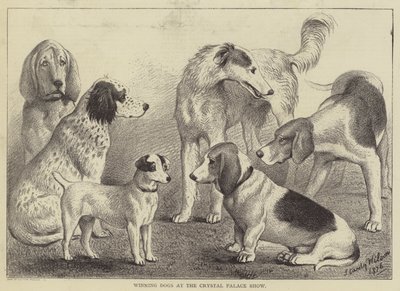 Gewinnende Hunde auf der Crystal Palace Show (Gravur) von English School