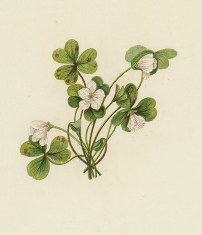 Wald-Sauerklee, Oxalis Acetosella von English School