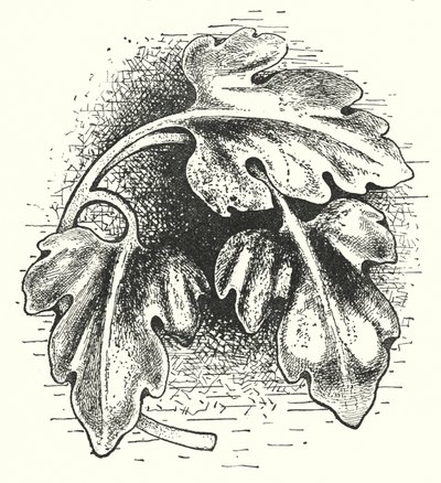 Holzschnitzerei: Blatt (Stich) von English School