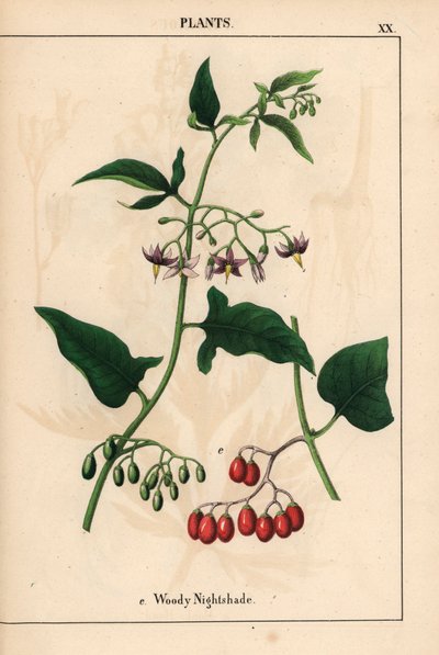 Bittersüßer Nachtschatten mit violetten Blüten und roten Beeren, aus "The Instructive Picturebook, or Lessons from the Vegetable World," [Charlotte Mary Yonge], Edinburgh von English School