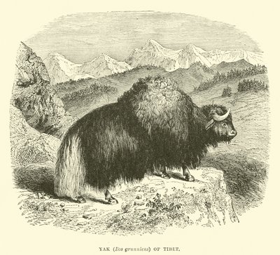 Yak (Bos grunniens) von Tibet von English School
