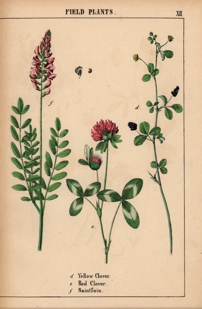 Gelber Klee, roter Klee und Esparsette, aus "The Instructive Picturebook, or Lessons from the Vegetable World," [Charlotte Mary Yonge], Edinburgh von English School