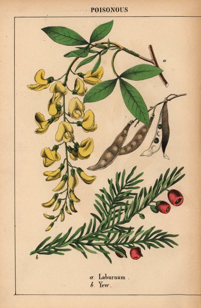 Gelber Goldregenbaum und Eibe mit roten Beeren, aus "The Instructive Picturebook, or Lessons from the Vegetable World," [Charlotte Mary Yonge], Edinburgh von English School
