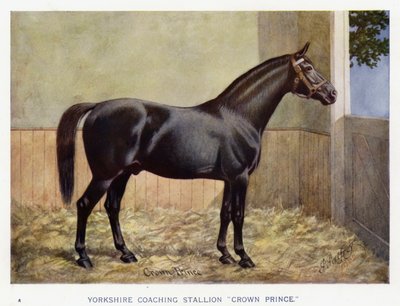 Yorkshire-Kutschhengst "Crown Prince" von English School