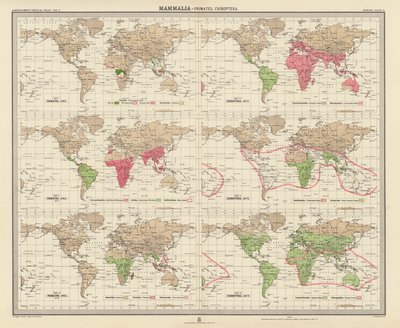 Zoogeographie: Säugetiere, Primaten, Fledertiere (Farblithografie) von English School
