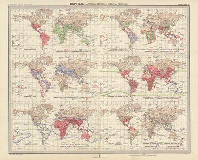 Zoogeographie: Reptilia, Lacertilia, Crocodilia, Chelonia, Prosauria von English School