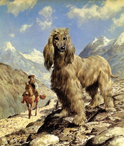 Afghanischer Windhund von Eric Tansley