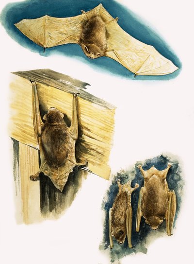 Fledermäuse von Eric Tansley