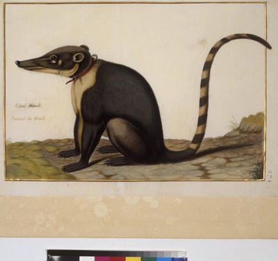 Ganzseitig: Tierstudie, ca. 1650-75 von Erich Lessing