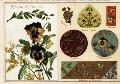 Bilder von Stiefmütterchen und Mimose aus Manuskripten und deren Anwendung von Ernest Guillot