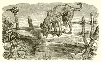 Der Hund und sein Schatten von Ernest Henry Griset