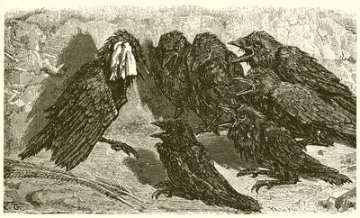 Der eitle Dohle von Ernest Henry Griset