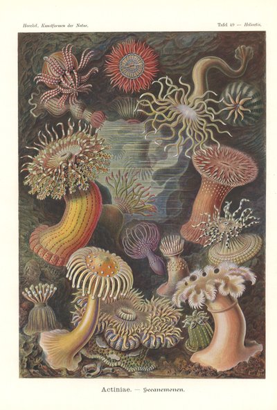 Actiniae - Seeanemone, Pl.49, aus 