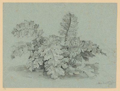 Akanthus-Staude von Ernst Fries