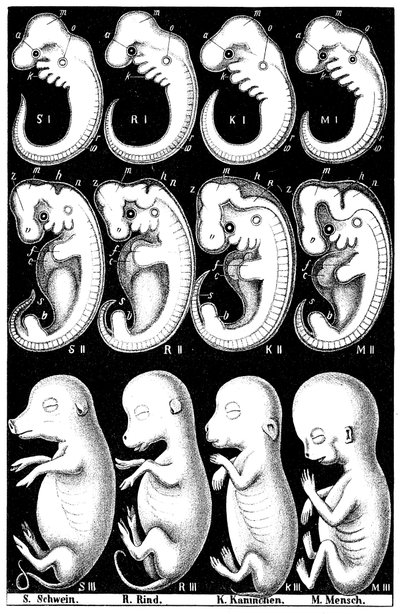Haeckels Vergleich von Embryonen von Schwein, Kuh, Kaninchen und Mensch von Ernst Haeckel