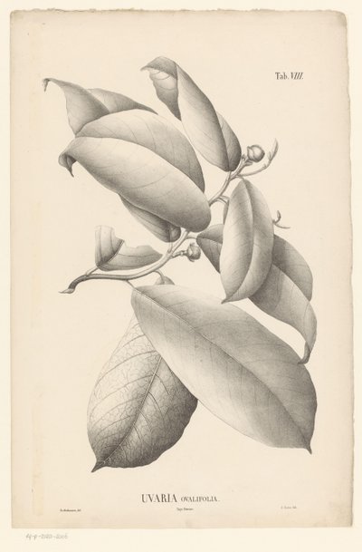 Zweig mit Blättern und Blütenknospen von Ernst Philipp Sixtus