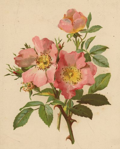 Hundsrosen von Ethel C. Nisbet