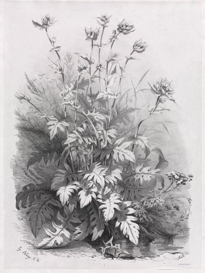 Gruppen verschiedener Pflanzen nach der Natur gezeichnet: Nr. 7 von Eugene Bléry