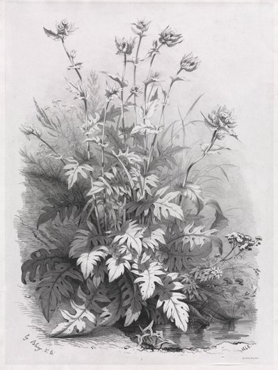 Gruppen verschiedener Pflanzen nach der Natur gezeichnet: Nr. 7, 1848 von Eugene Bléry