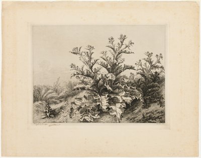 Die große Distel, Tafel drei aus Les quatres grandes plantes von Eugene Bléry