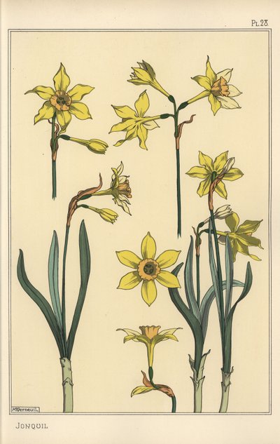 Botanische Illustration der Jonquille, Narcissus jonquilla, zeigt Teile der Blume von Eugene Grasset