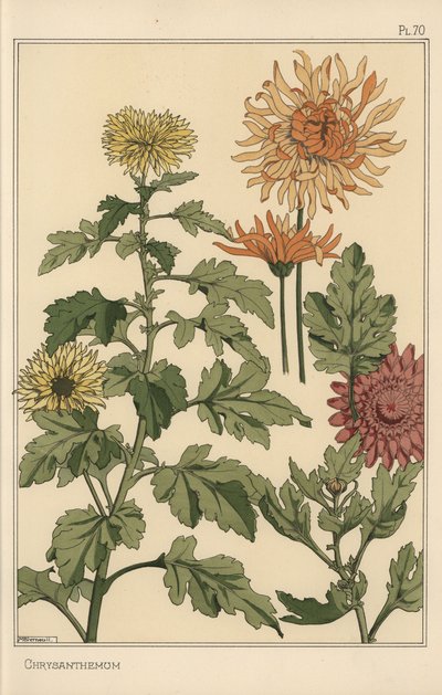 Chrysantheme botanische Studie von Eugene Grasset