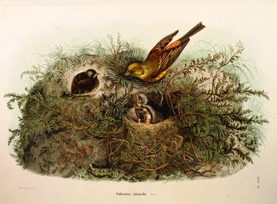 Illustration aus Eugenio Bettonis "Natural History of Birds that Nest in Lombardy" (Yellowhammer) von Eugenio Bettoni, Oscar Dressler