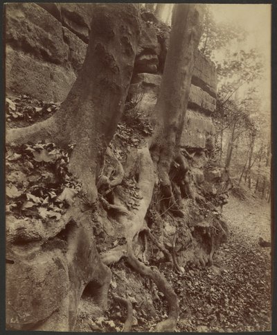 Parc de Saint-Cloud von Eugène Atget