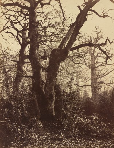 Baumstudie, Fontainebleau, 1860 von Eugène Cuvelier