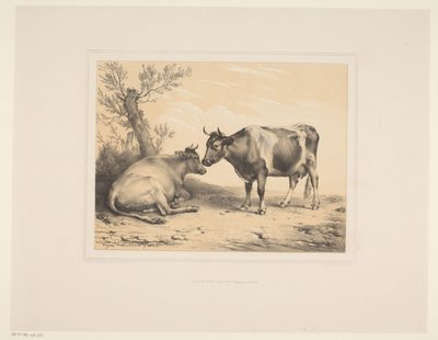 Zwei Kühe Diverse Tiere Études d