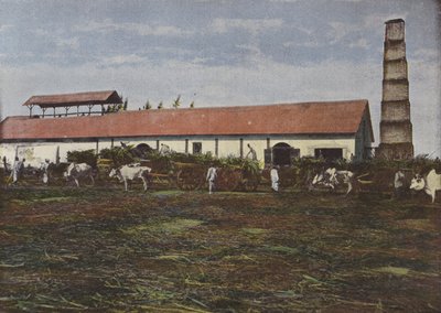 Zuckerrohrernte von European Photographer