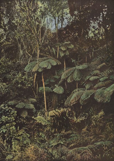Vegetation, Baumfarne von European Photographer
