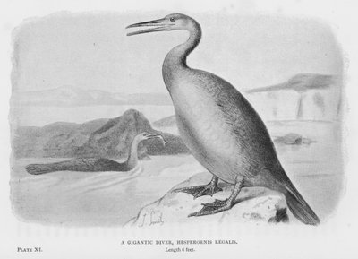 Ein gigantischer Taucher, Hesperornis Regalis (Lithografie) von European School