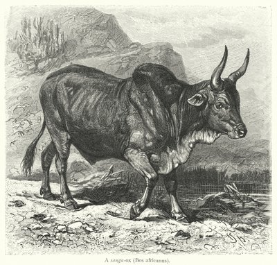 Ein Sanga-Ochse, Bos africanus von European School